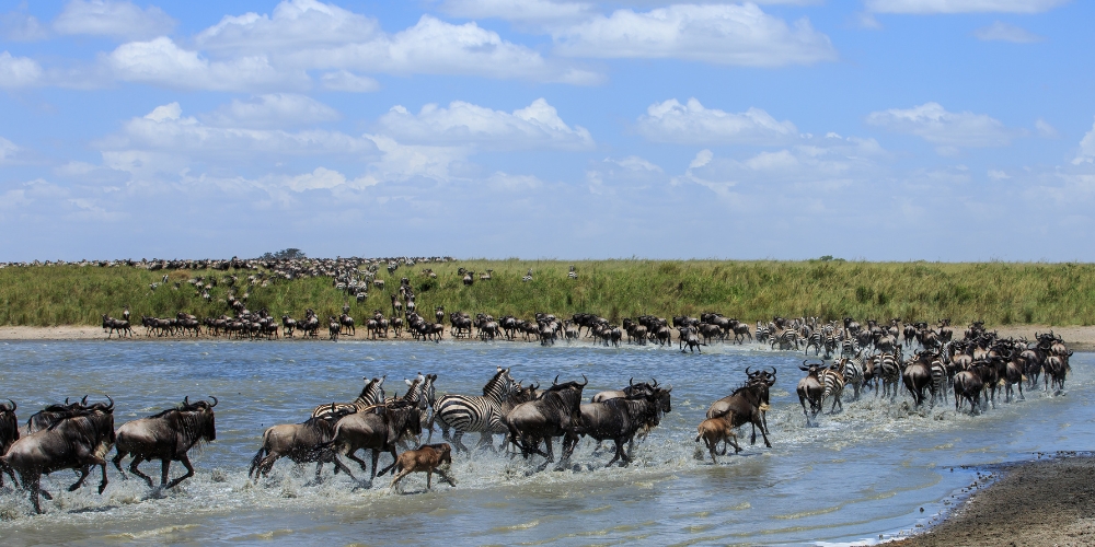 Great Migration crossing