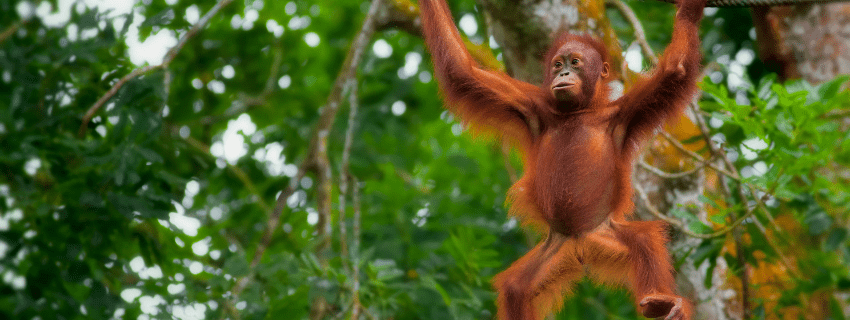 Orang Utan in Sumatra