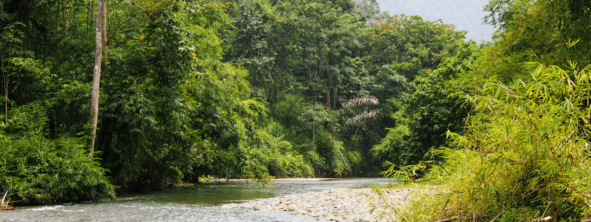 Bukit Lawang 