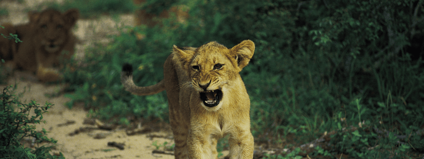 Lions in Kruger National Park 