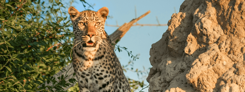 Leopard in Kruger National Park 