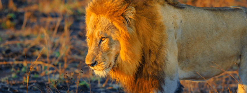 Lion on safari in South Africa
