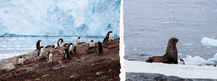Penguins and steller sea lion in antartica