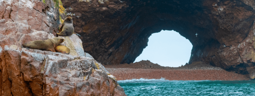 Ballestas Islands tour