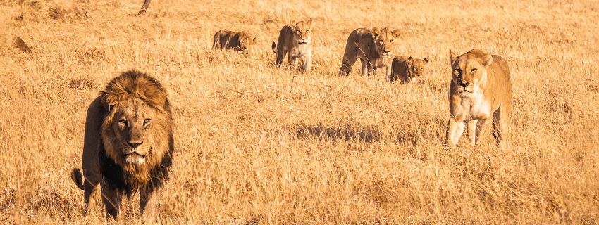 Botswana luxury safari