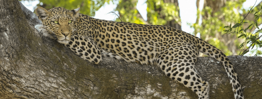 Leopart Panthera Pardus in a tree