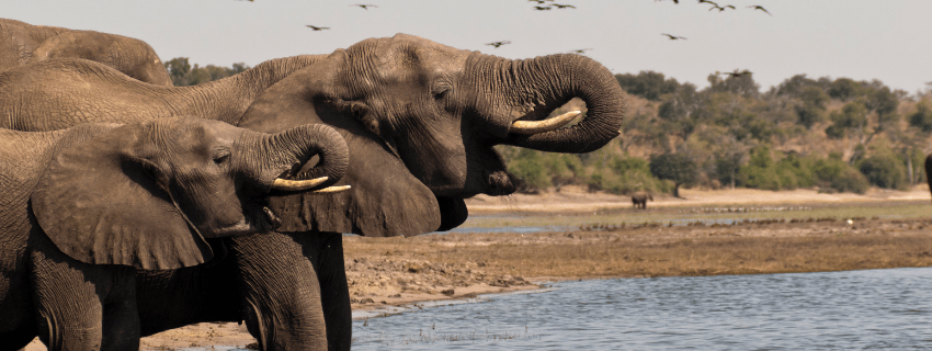 Chobe National Park self drive tours 