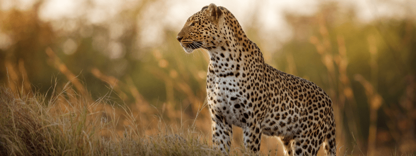 Botswana safari