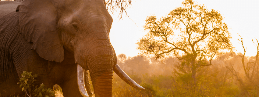 Elephant in Botswana safari