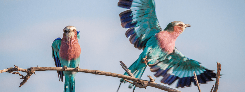 Botswana luxury bird safari 