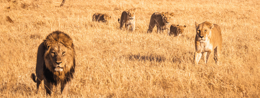 Botswana luxury safari 