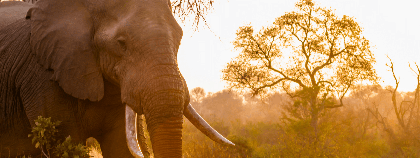 Elephant in Botswana safari 