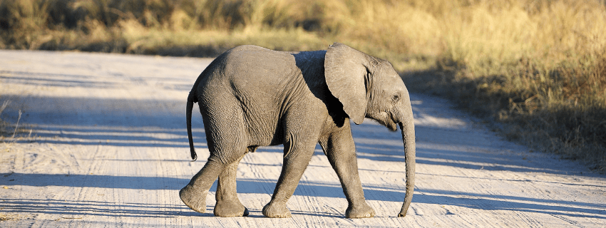 Botswana elephant sands camping self drive tour 