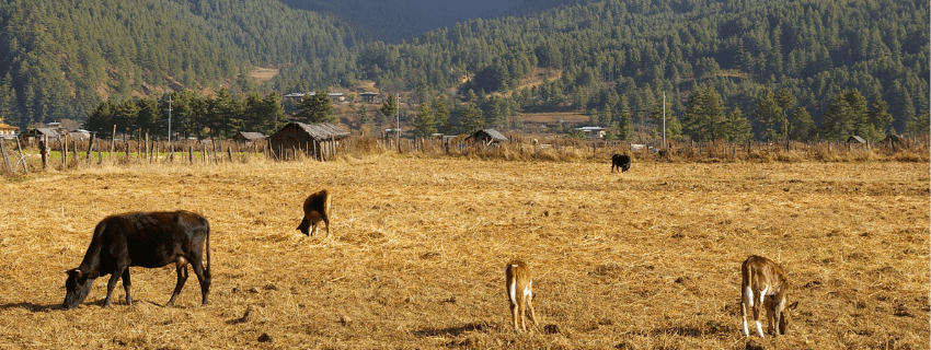 Tang Valley