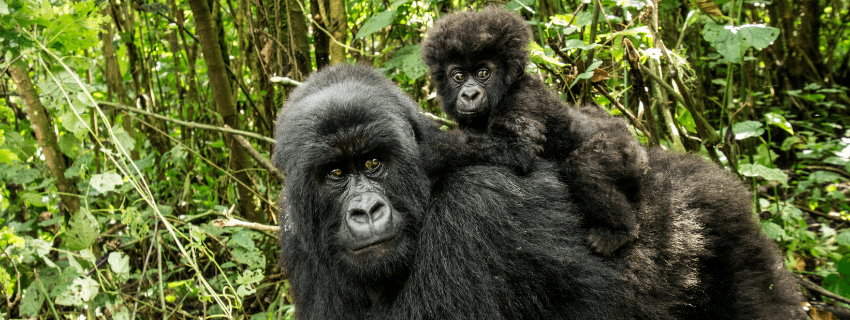 Bwindi National Park, Uganda Gorilla trek 