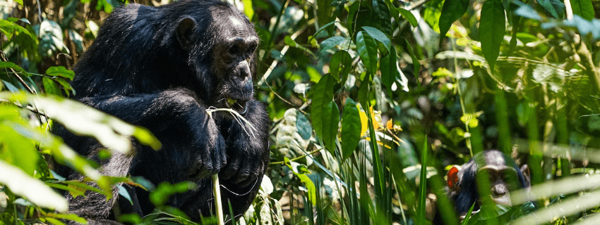 Chimpanzee trekking