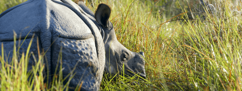 Chitwan NP 