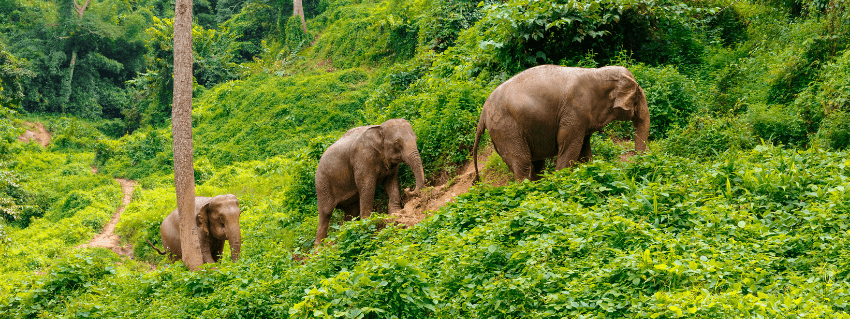 Chiang Mai Thai elephants 