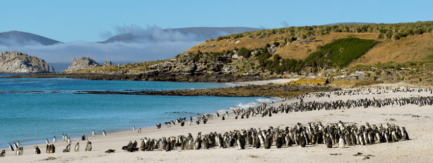 Falkland Islands