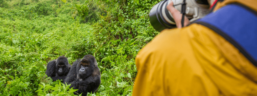 Gorilla trekking Uganda