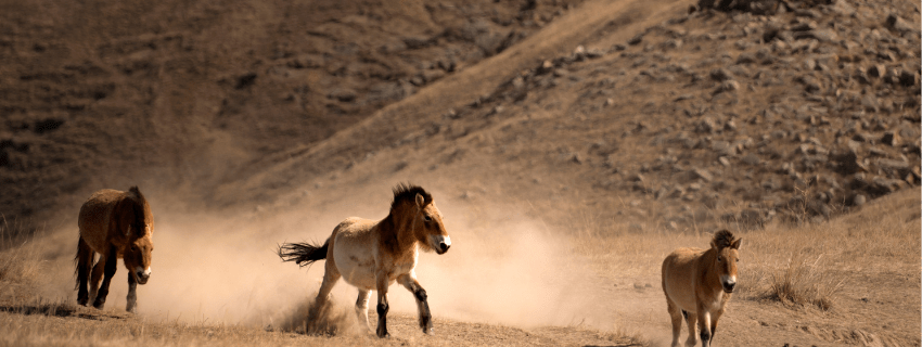 Mongolian horses in Hustai NP
