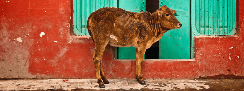 Street life in India