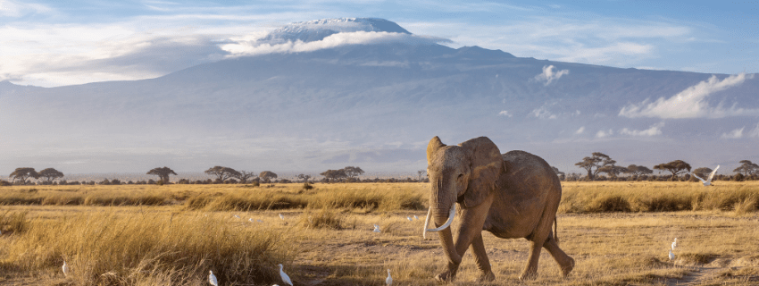 Amboseli luxury safari 
