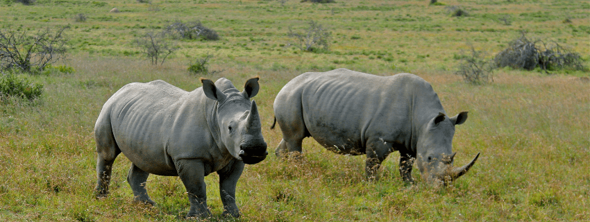 Rhino spotting at Laikipia 