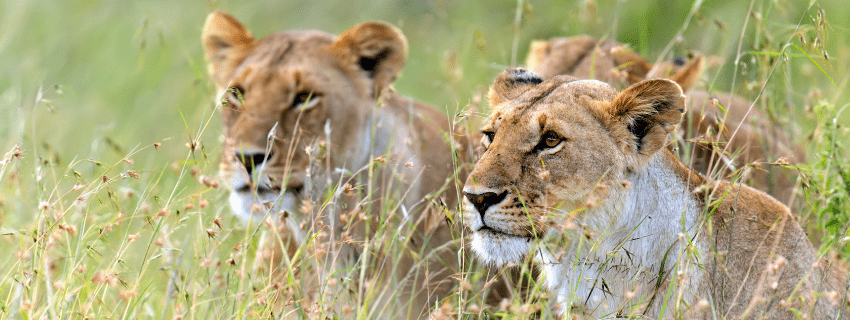 Masai Mara luxury safari 