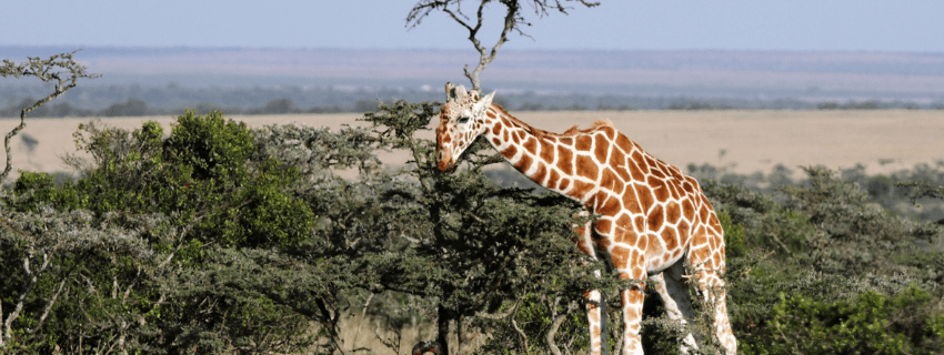 Ol Pejeta