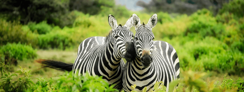Kenya luxury safari