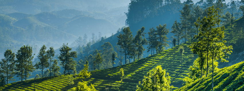 Munnar in Kerala