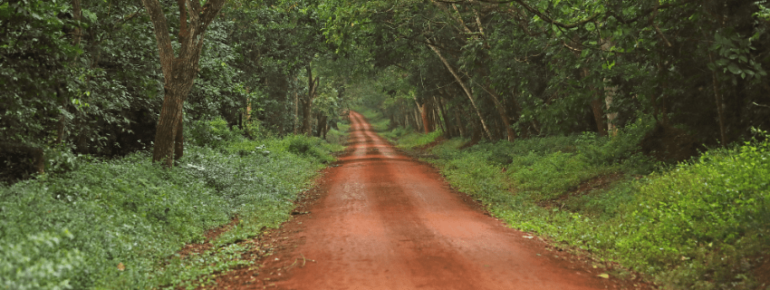 Kibale National Park 