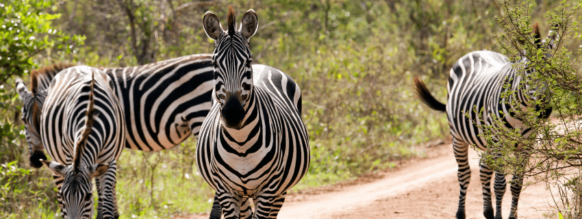 Lake Mburo National park 