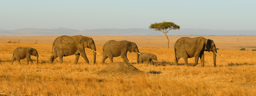 Masai Mara Safari 