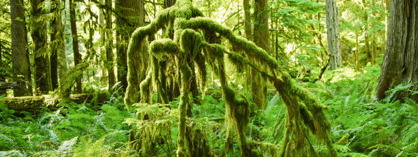 Masphi rainforest reserve