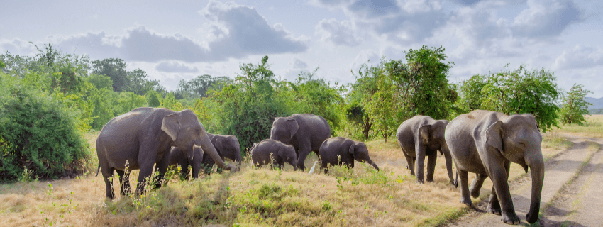 Minneriya National Park tour in Sri Lanka