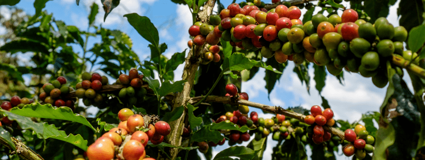 Coffee plantation colombia