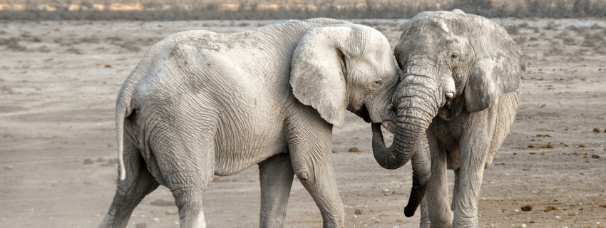 Elepahts at Etosha National Park 