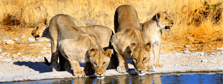 Etosha National Park 