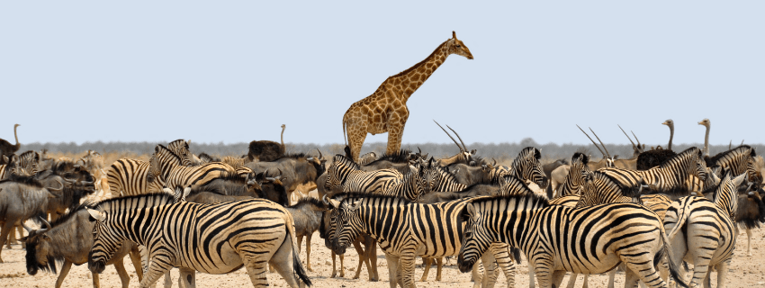 Etosha pan in Namibia 