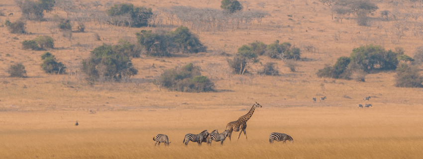 Akagera National Park 