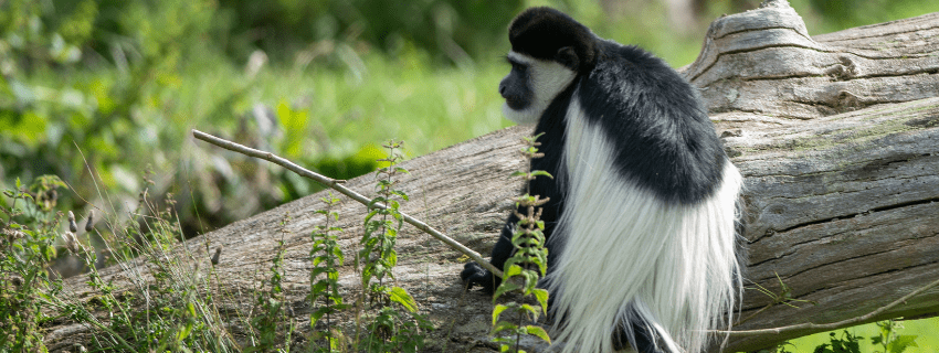 Colobus Monkey in Rwanda 