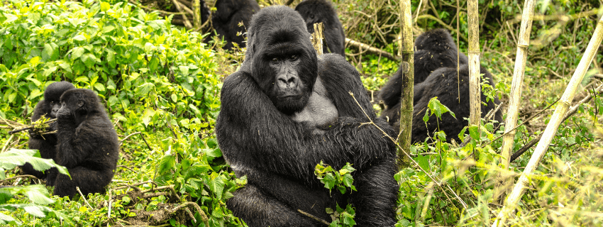 Gorilla trekking in Rwanda