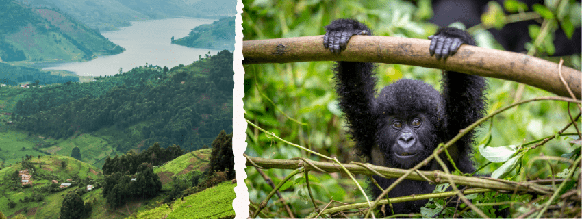 Rwanda the country of a thousand hills and gorillas