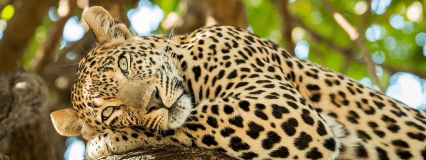 Best safari in Kenya 