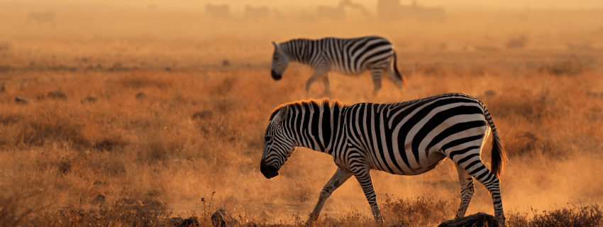 Safari in Masai Mara in Kenya 