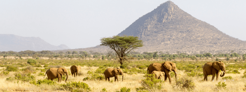 Elephants in Samburu 
