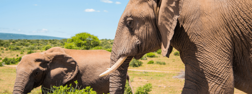 Addo National Park, South Africa