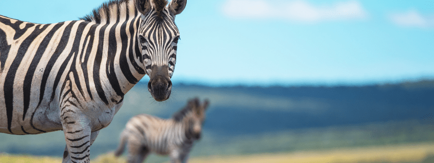 Addo National Park 